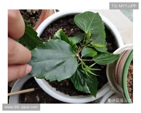 揭秘白菜分享君假货背后的真相与影响